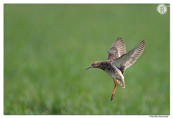 Ruff (Philomachus pugnax)_D4R1678