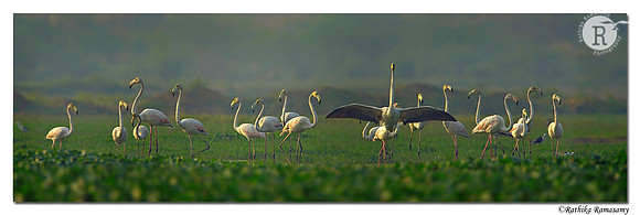 Greater Flamingo (Phoenicopterus roseus)_D4R1423