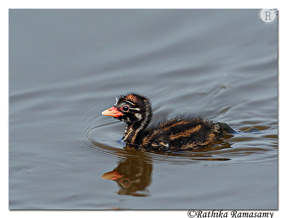 Little Grebe (Tachybaptus ruficollis)_DD39523