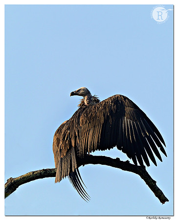 Cinereous Vulture (Aegypius monachus)_D4R7508