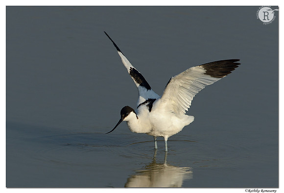 Pied Avocet (Recurvirostra avosetta)_D4R1847