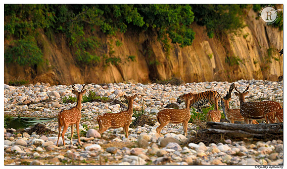 Deers view_D4S6296