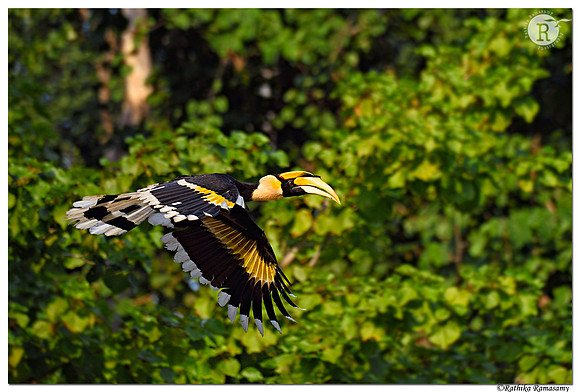 Great Indian Hornbill(Buceros bicornis)_D4S5665