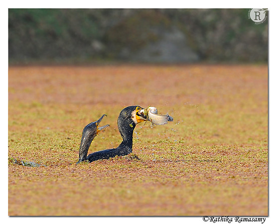 Fishing_DD33996