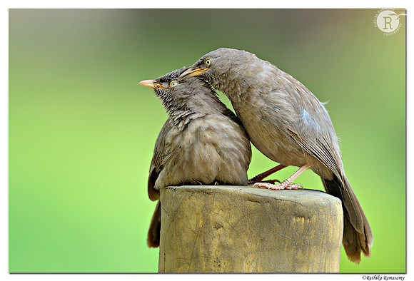 Art of preening_D4R5998