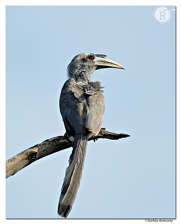 Indian Grey Hornbill (Ocyceros birostris)_D4R6178