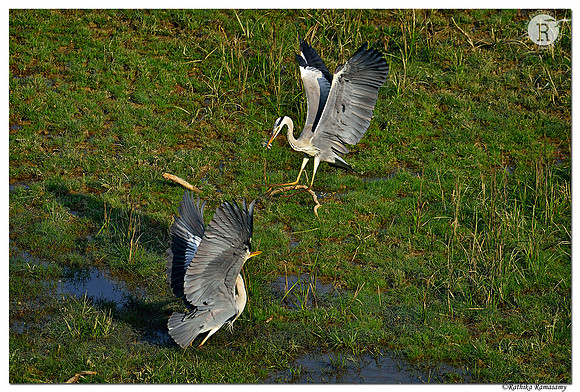 Gray heron_D4S8266