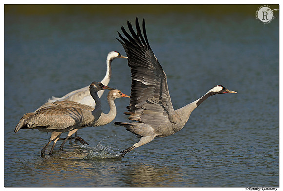 Take off_D4S9887