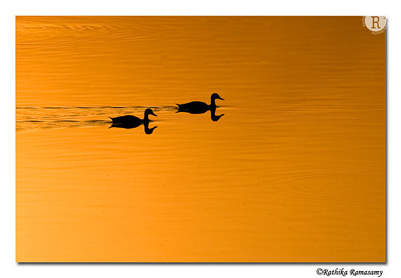 Cruising twins-7542