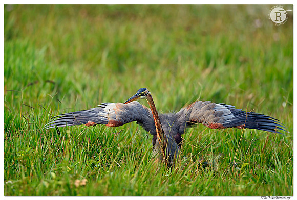 Purple heron (Ardea purpurea)_D4S7148