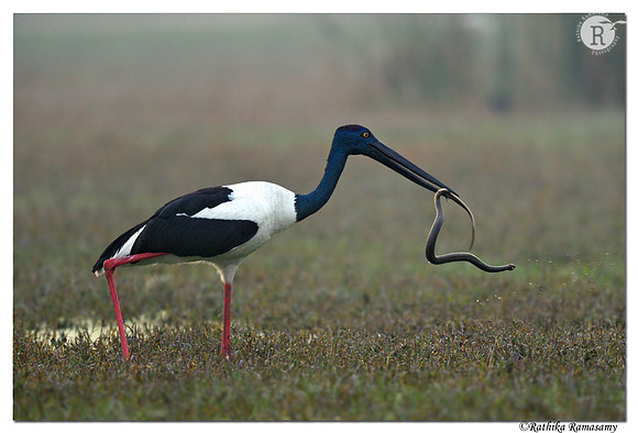 Black-necked stork (Ephippiorhynchus asiaticus)_D4S5370