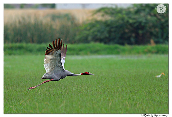 Sarus Crane (Grus antigone)_D4R8215