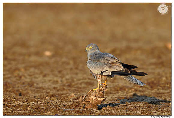Montagu's harrier (Circus pygargus) _D4S1070