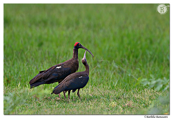 Red-naped Ibis (Pseudibis papillosa)_D4R7259