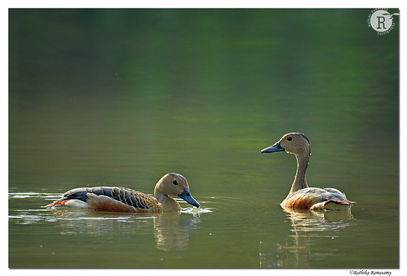 Lesser Whistling Duck (Dendrocygna javanica)_D4R6049