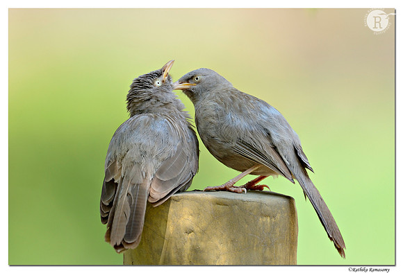 Babblers_D4R5973