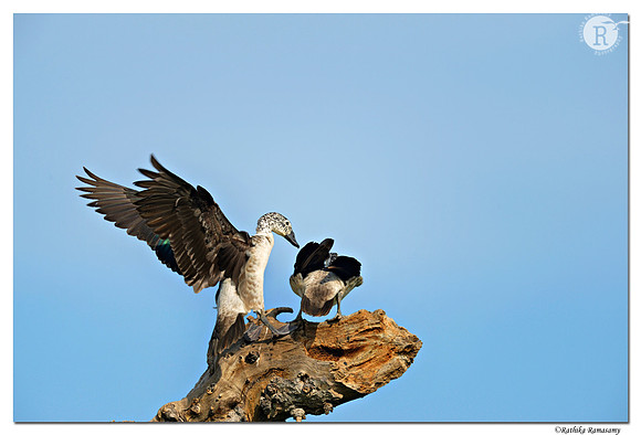 Comb Duck_D4R6136