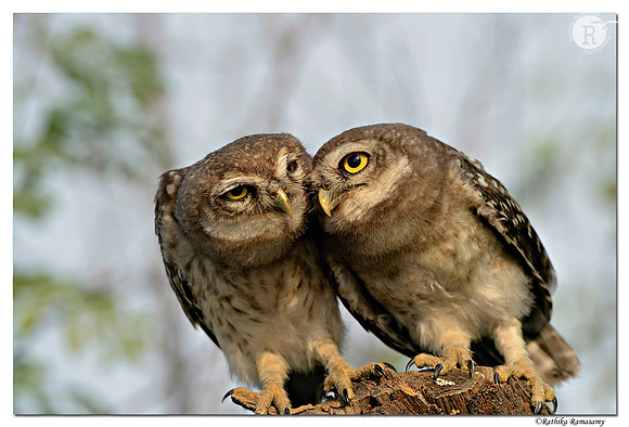 Spotted Owlet (Athene brama)_D4R4337