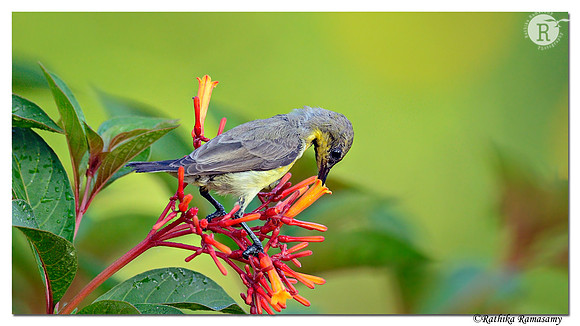 Purple Sunbird (Cinnyris asiaticus)_D4R7868
