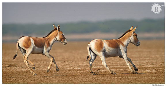 Indian wild ass (Equus hemionus khur) _D4S9547
