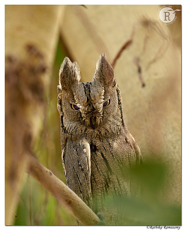 Pallid scops owl (Otus brucei) _D4S9757