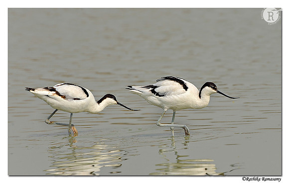 Pied Avocet (Recurvirostra avosetta)_DD38612
