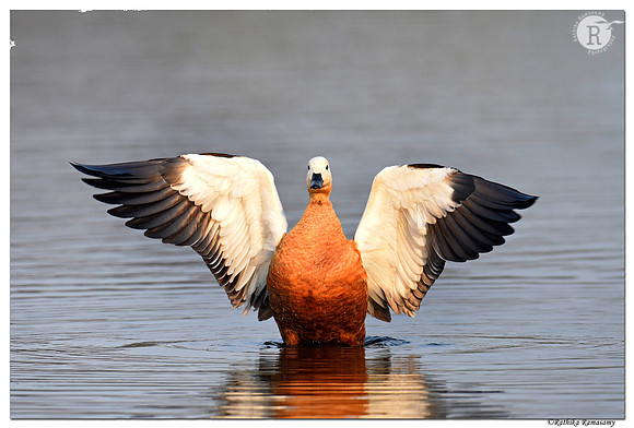 Ruddy shelduck (Tadorna ferruginea)_D4S2394