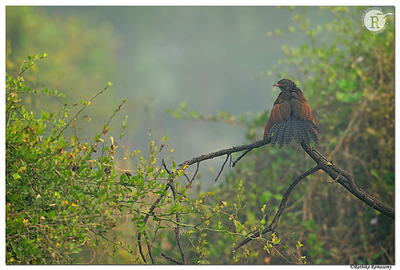 Greater coucal (Centropus sinensis)_BID9997