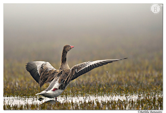 Dancing queen-Greylag Goose (Anser anser) _D4S4960