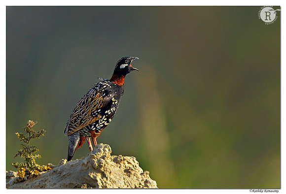 Black Francolin (Francolinus francolinus)_D4R3632