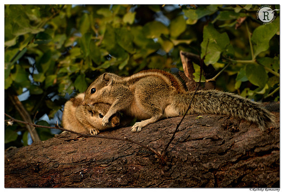 Snuggling Squirrels D4R8826