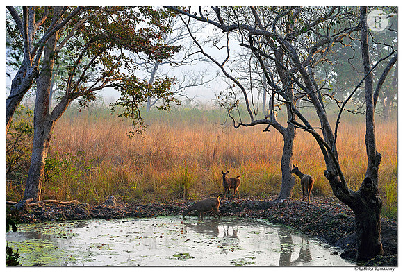 Indian hog deer (Hyelaphus porcinus)_D4S9551