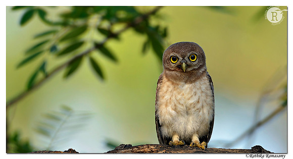 Spotted Owlet (Athene brama)_D4R5376