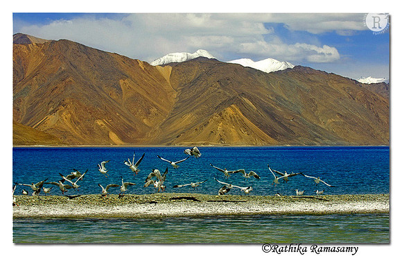 Gulls-Pongong Lake