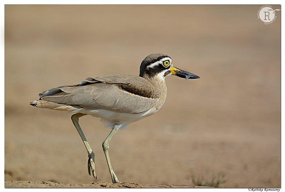 Eurasian stone-curlew (Burhinus oedicnemus)_D4R2811