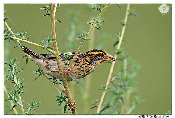 Streaked Weaver (Ploceus manyar)_D4R7108