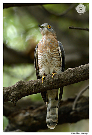 Common Hawk-Cuckoo (Hierococcyx varius)_D4R6708