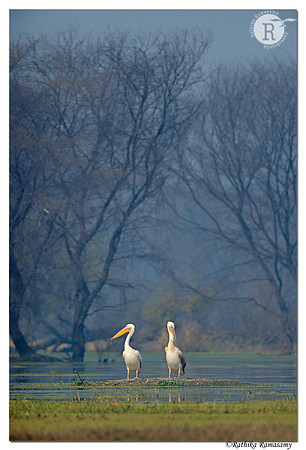 Pelican_D4R4378