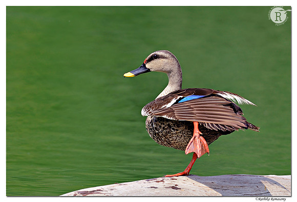 Spot-billed Duck (Anas poecilorhyncha)_D4R5842
