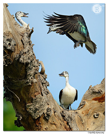 Comb duck_D4R6156