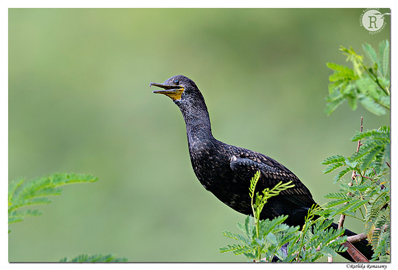 Cormorant_D4R5675