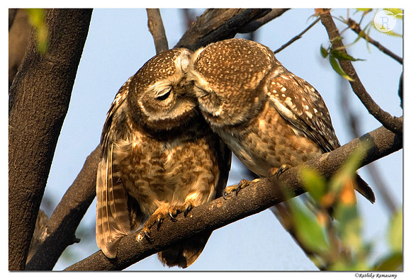 Spotted Owlet (Athene brama)