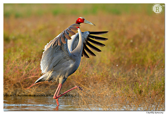 Sarus Crane (Grus antigone)_D4R8457