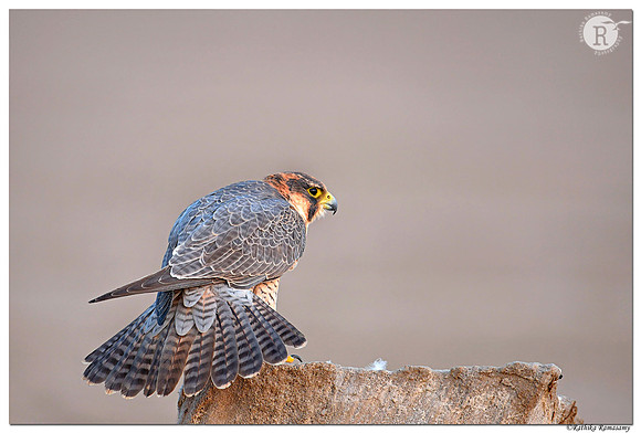 Red-naped Shaheen_D4S9115