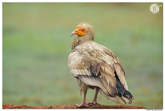 Egyptian vulture (Neophron percnopterus)_D4S9090