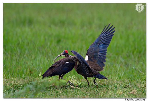 Red-naped Ibis (Pseudibis papillosa)_D4R7281
