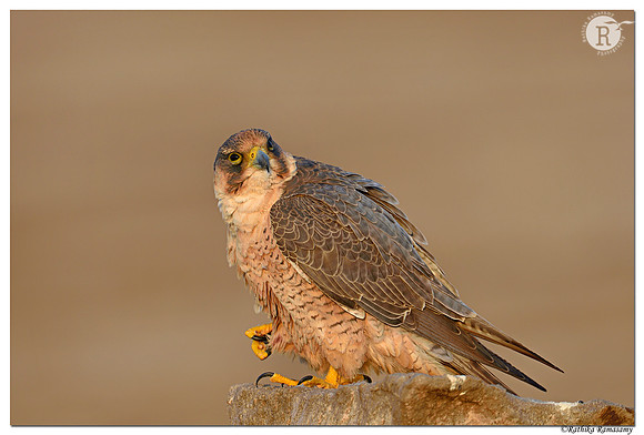 Red Naped Shaheen_D4S8979