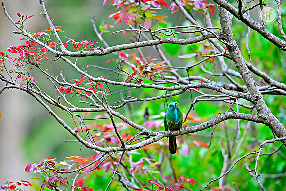 Blue-bearded bee-eater (Nyctyornis athertoni)_RRR7494