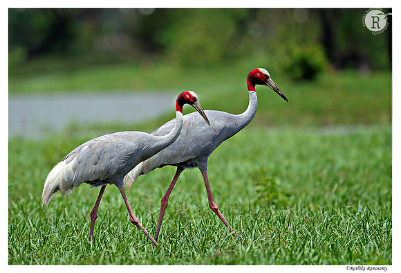 Sarus Crane (Grus antigone)_D4R6503