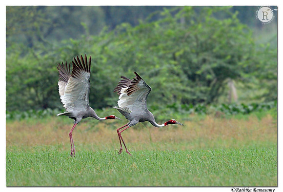Sarus Crane (Grus antigone)_D4R8234